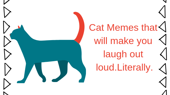 15 Memes Kucing Terlucu