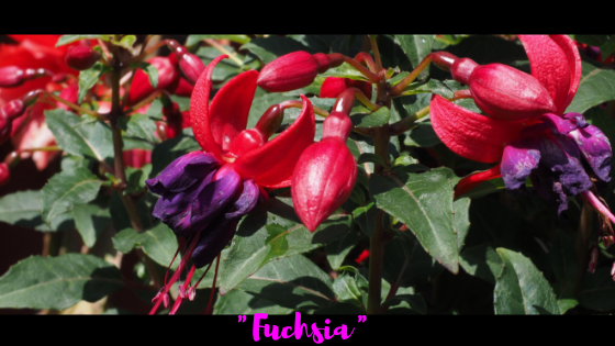 Er Fuchsia en skygge af lyserød?